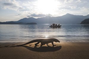 Komodo dragon on beach