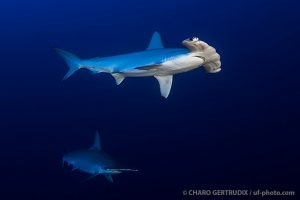 Hammerheads