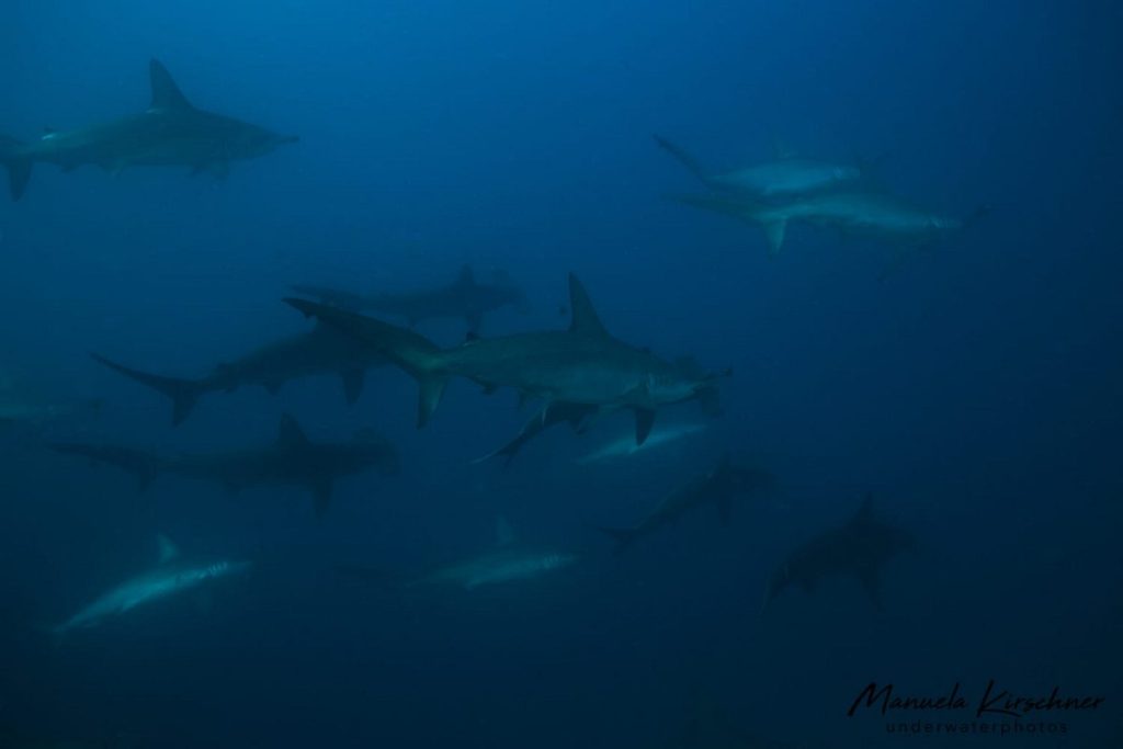 Hammerheads