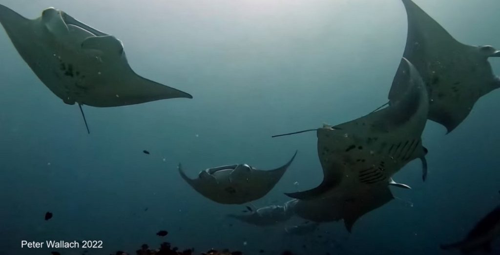 Mantas, Maldives