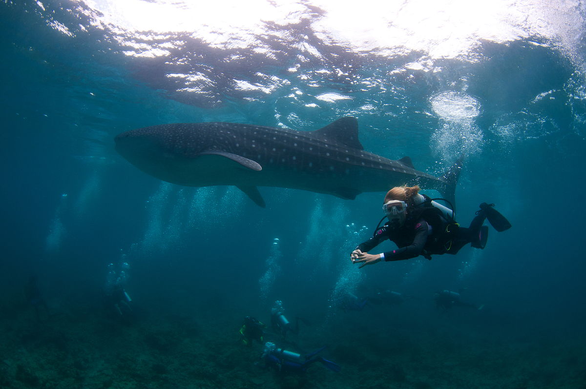 10 Common Fishes you will meet while Snorkeling in Maldives