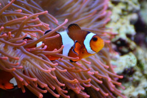 Anemonefish clownfish Nemo