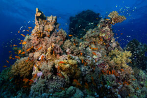 Anthias and coral