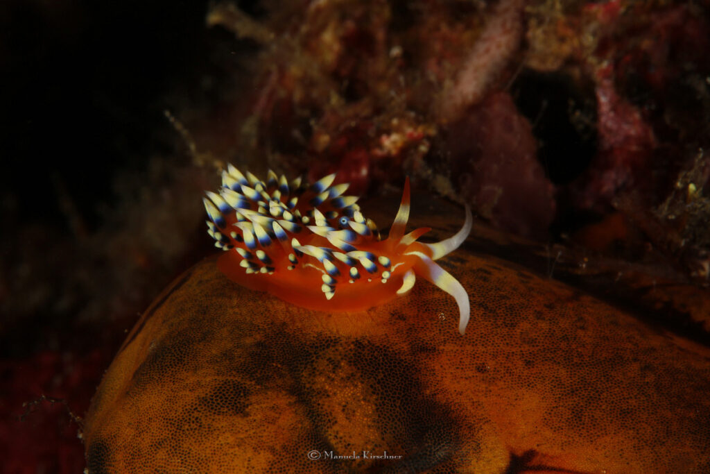 Nudibranch