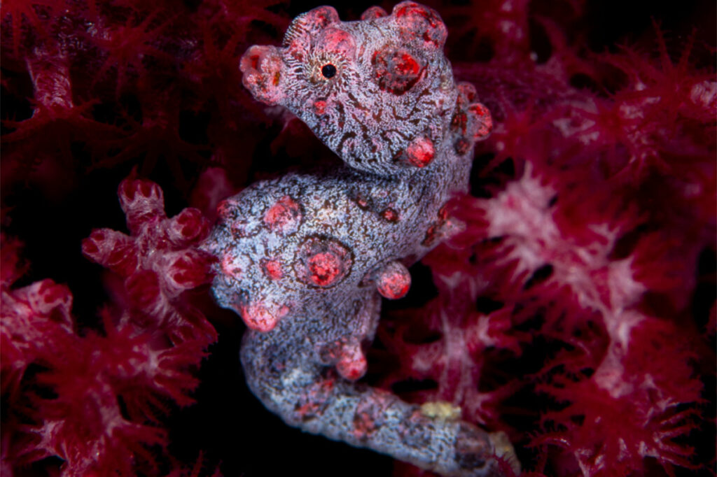 Pygmy seahorse