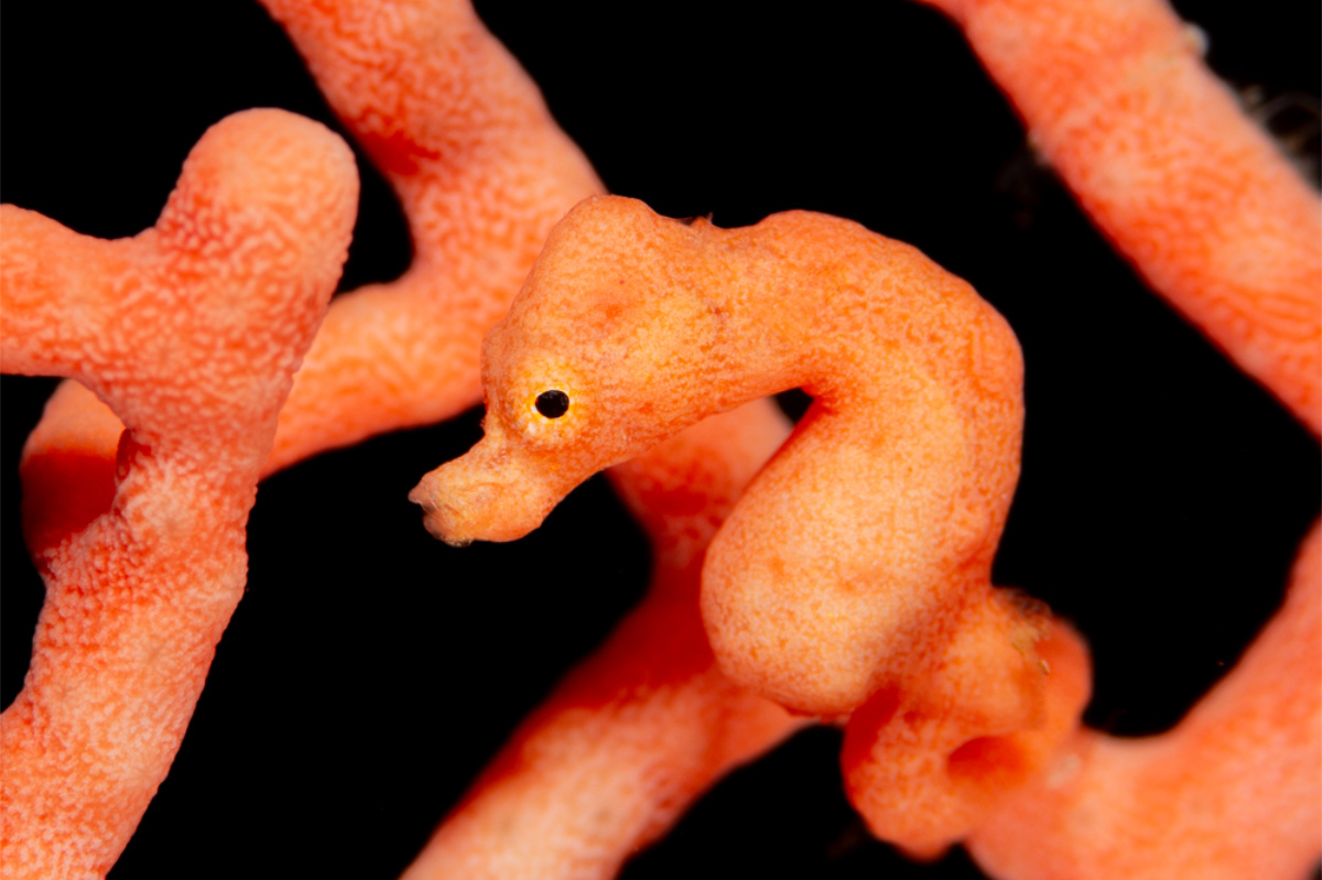 Pygmy seahorse