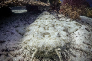 Wobbegong