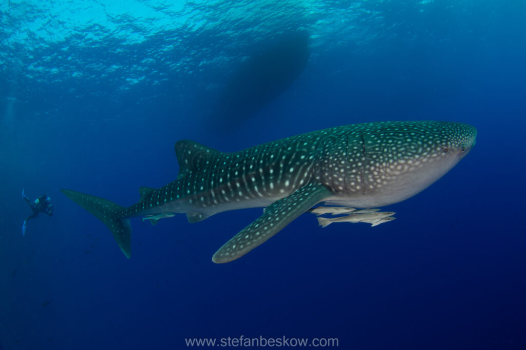 Whaleshark Stefan Beskow