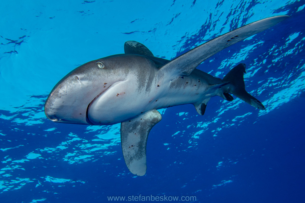 Oceanic whitetip