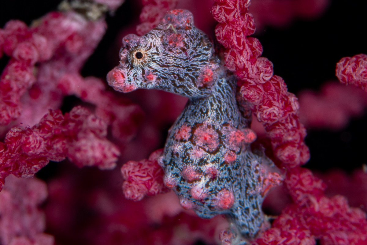 Pygmy seahorse