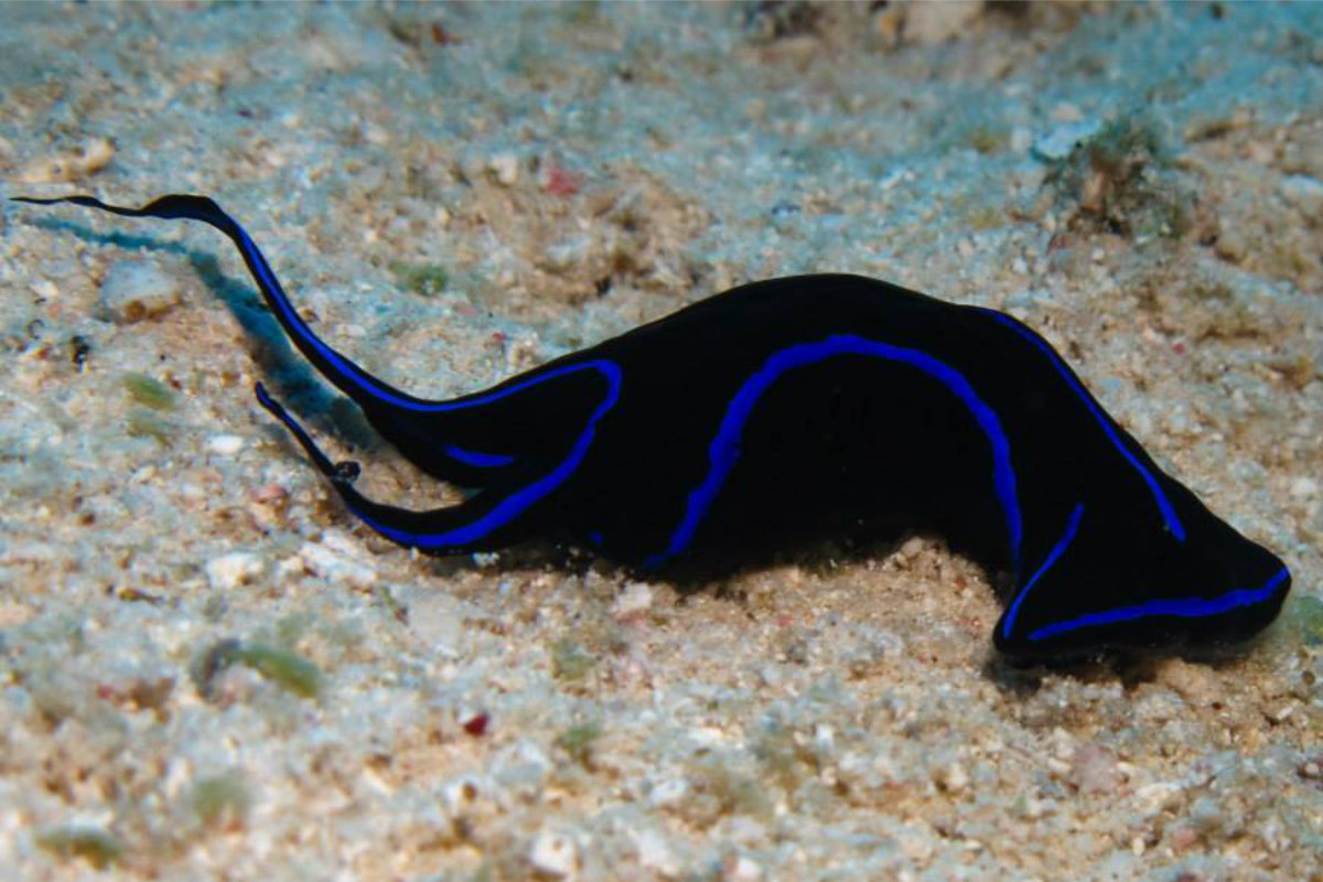 Black and blue nudibranch