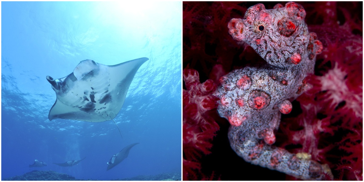 Manta and pygmy seahorse