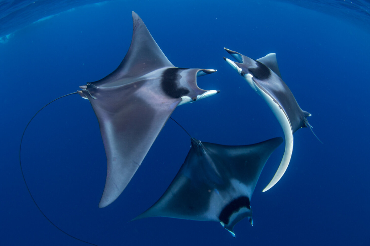 Mobula rays