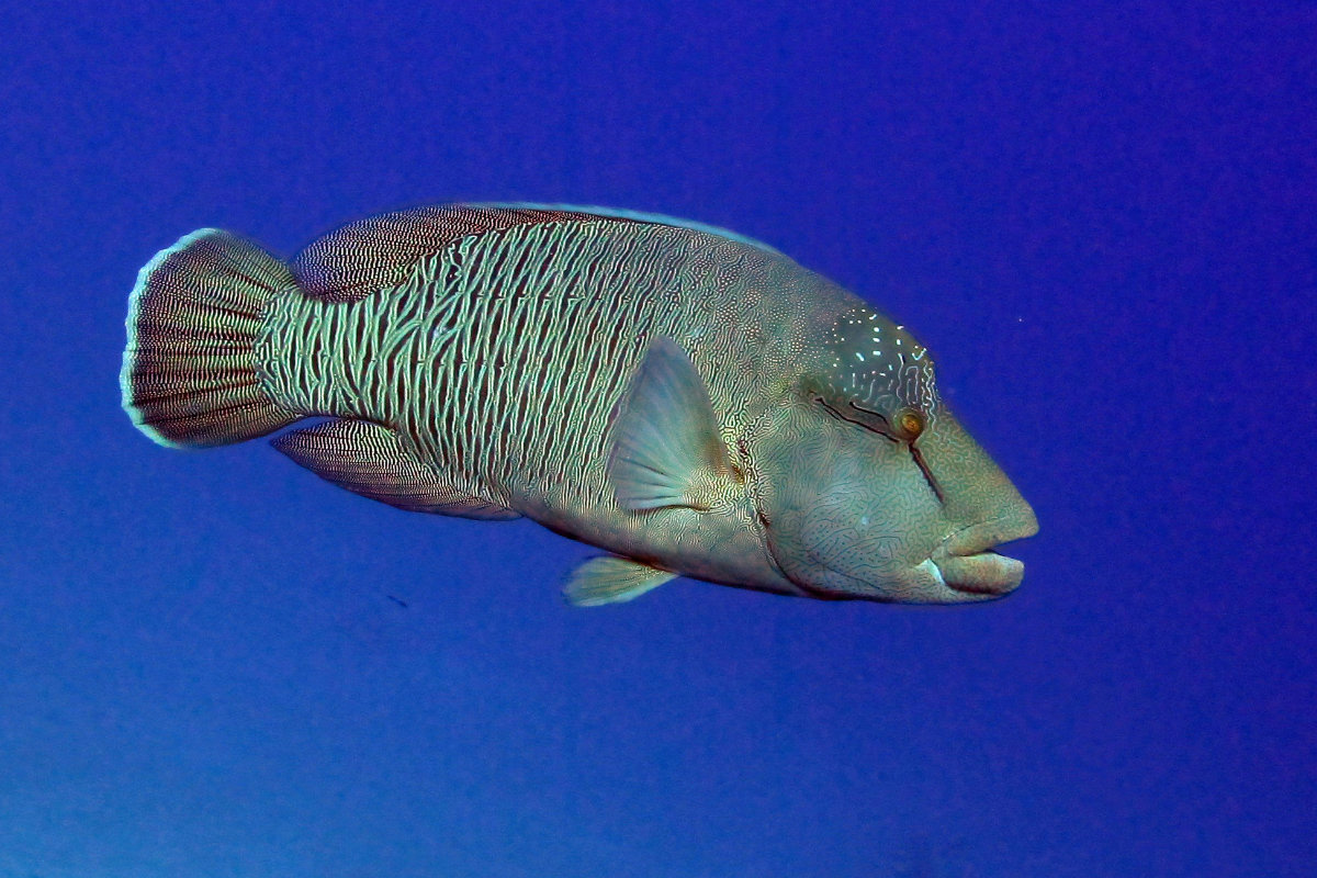 Humphead wrasse