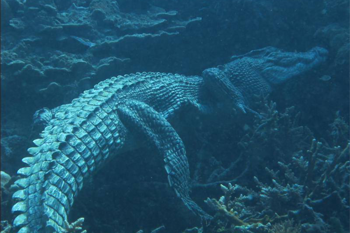 Salt water crocodile Solomon Islands