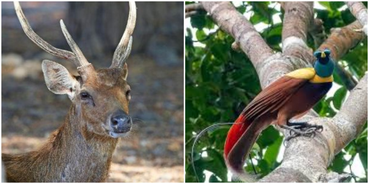 Timor Deer and Bird of Paradise 