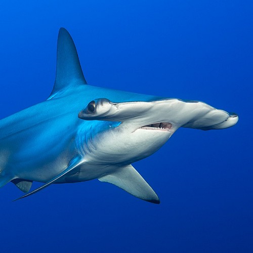 Hammerhead